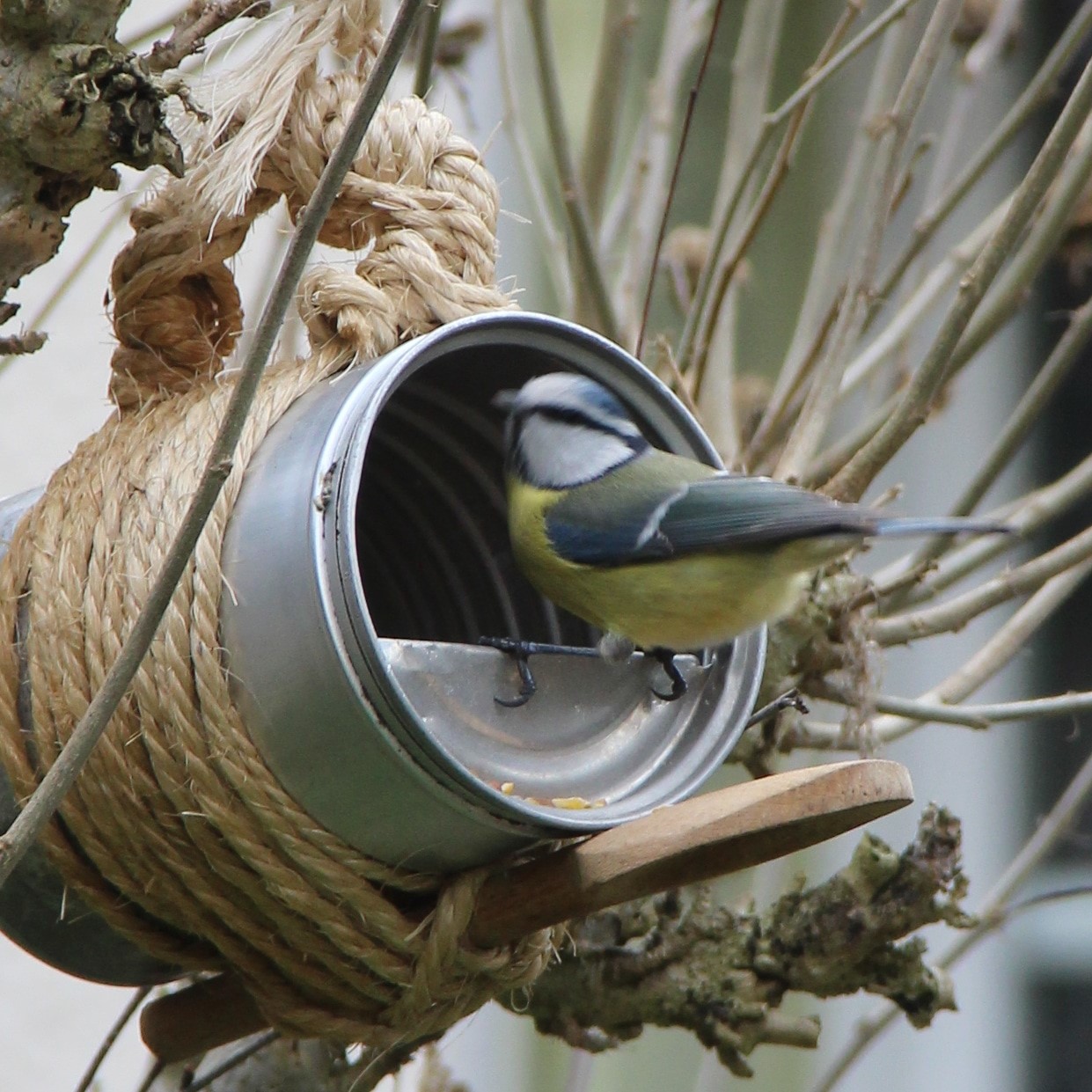 Créer une mangeoire pour oiseaux avec une bouteille en plastique